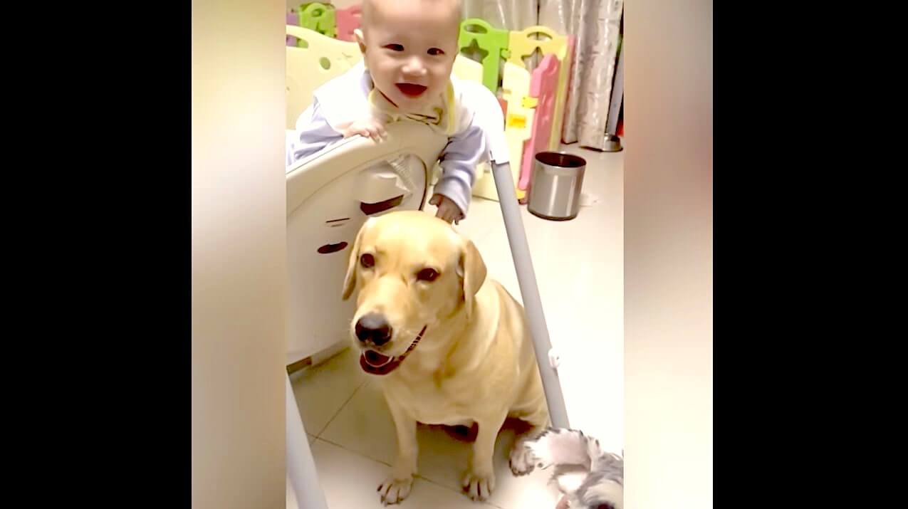 ラブラドールレトリーバー,動画