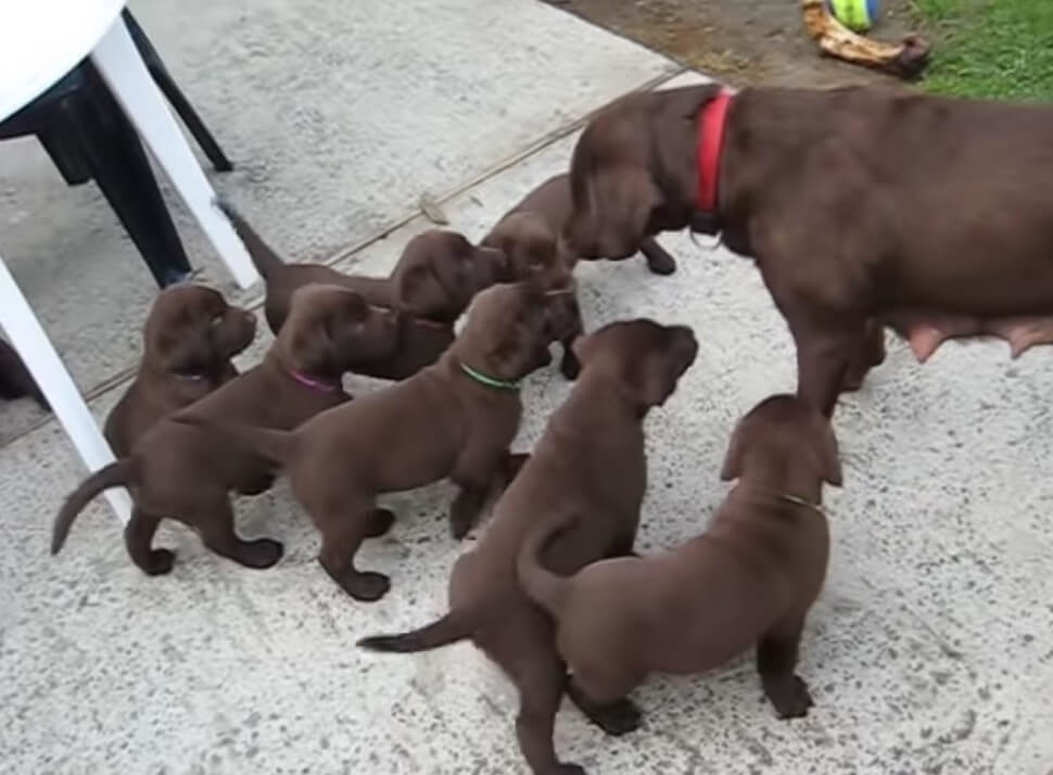 ラブラドールレトリーバー,動画