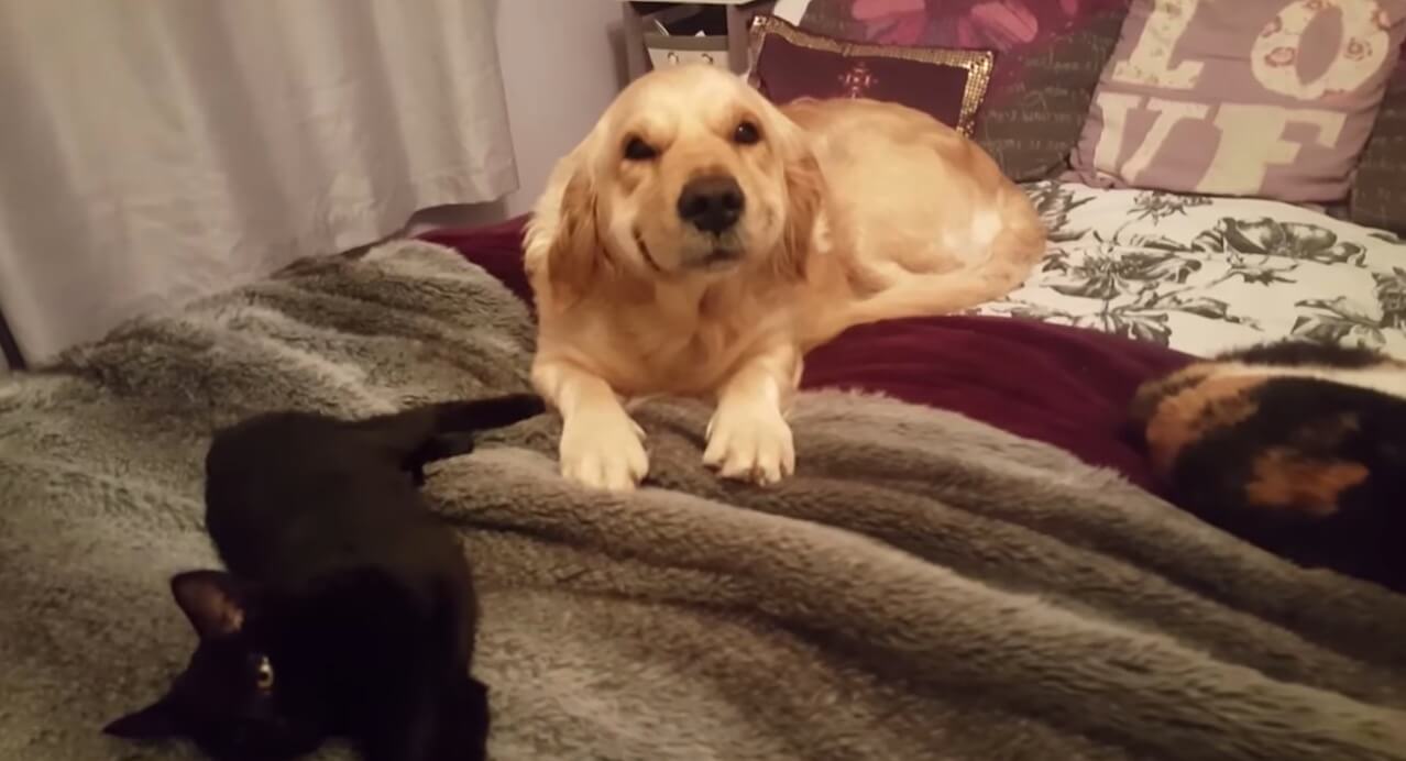 ゴールデンレトリーバー,動画