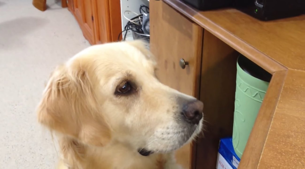 ゴールデンレトリーバー,動画