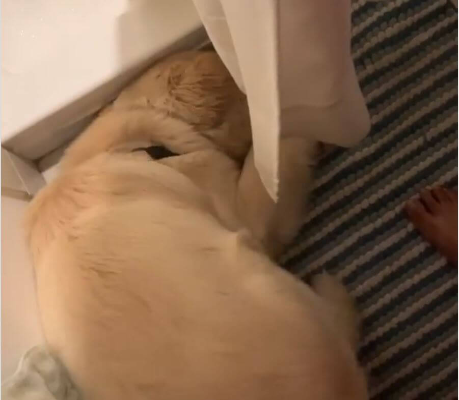 ゴールデンレトリーバー,動画