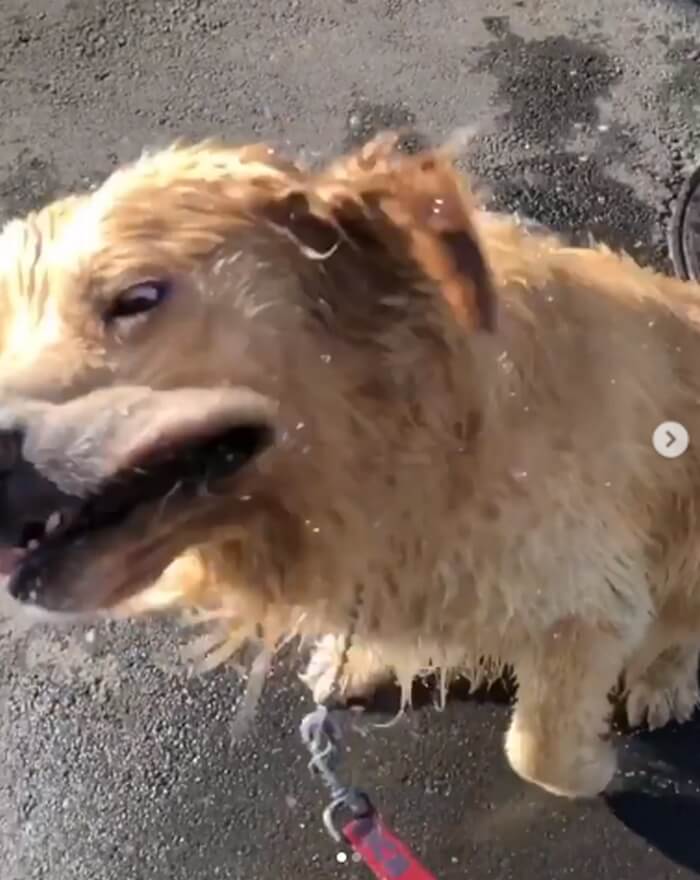 ゴールデンレトリーバー,動画