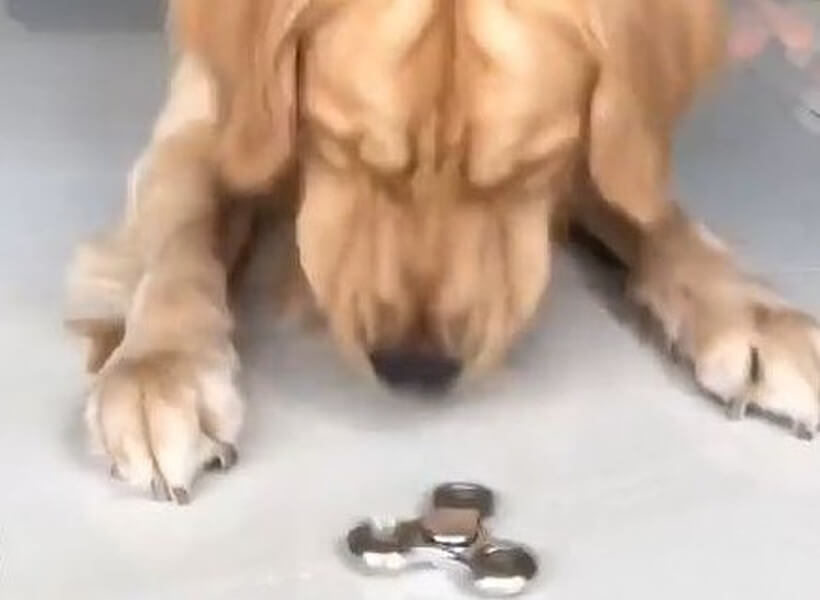 ゴールデンレトリーバー,動画