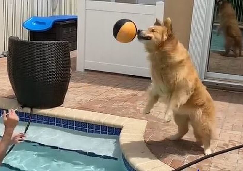 ゴールデンレトリーバー,動画