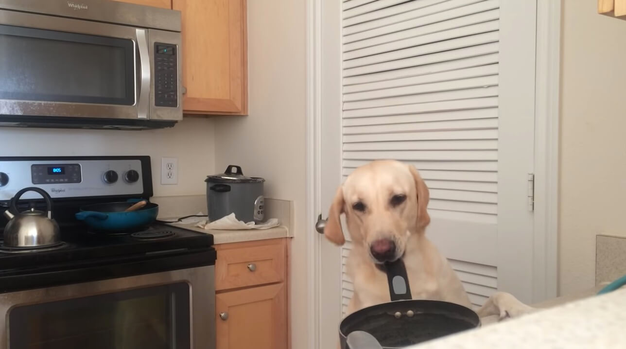 ラブラドールレトリーバー,動画