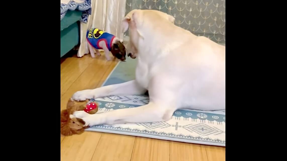 ラブラドールレトリーバー,動画