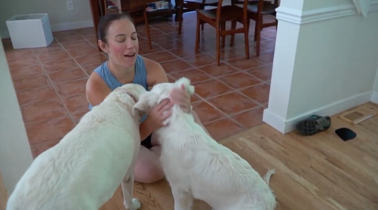 ラブラドールレトリーバー,動画