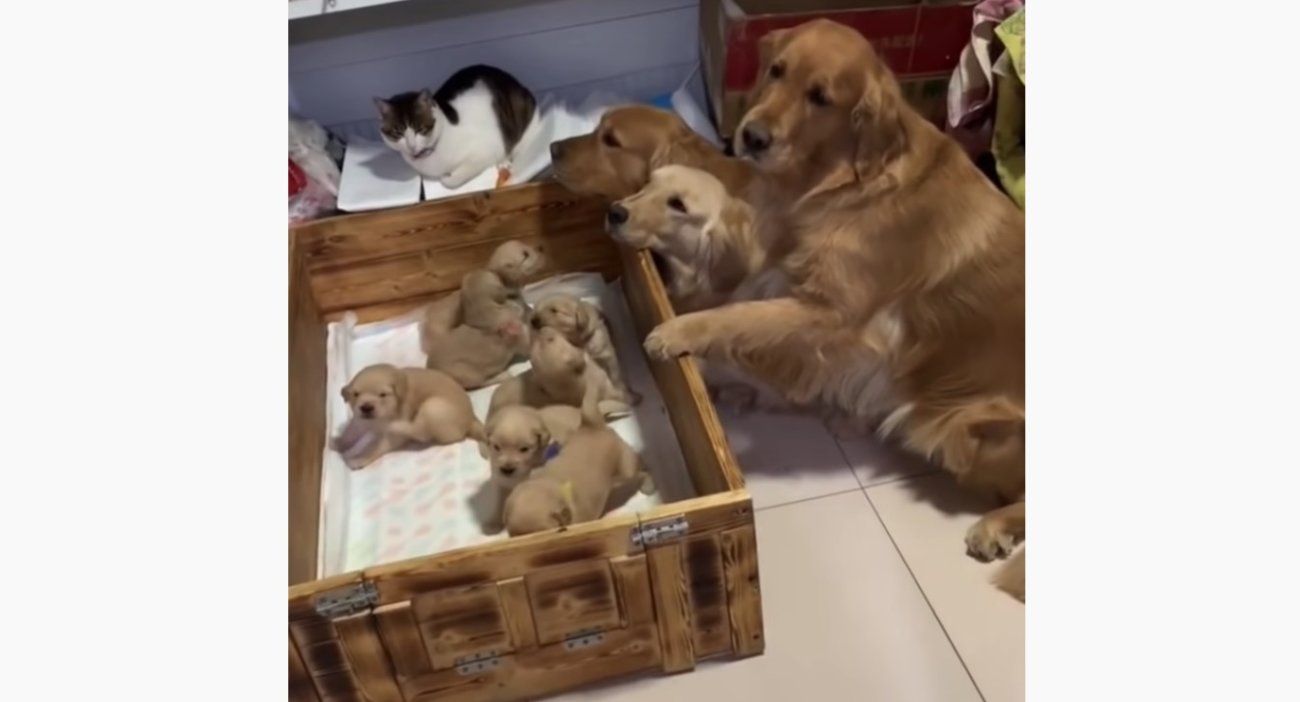 ゴールデンレトリーバー,動画