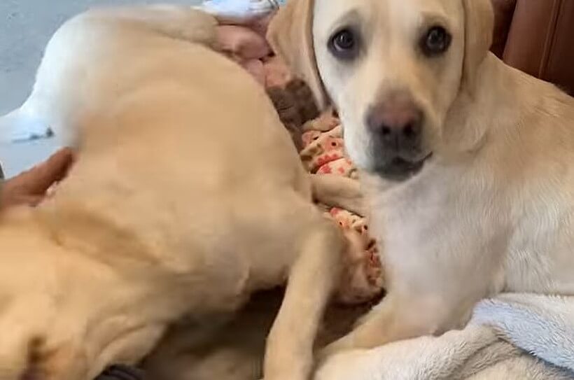 ラブラドールレトリーバー,動画