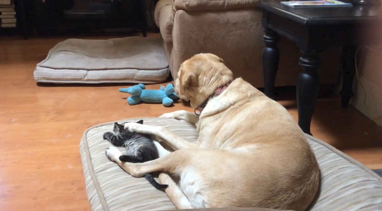 ラブラドールレトリーバー,動画