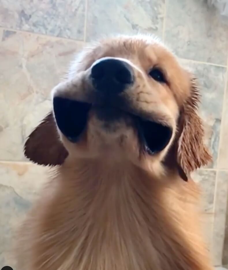 ゴールデンレトリーバー,動画