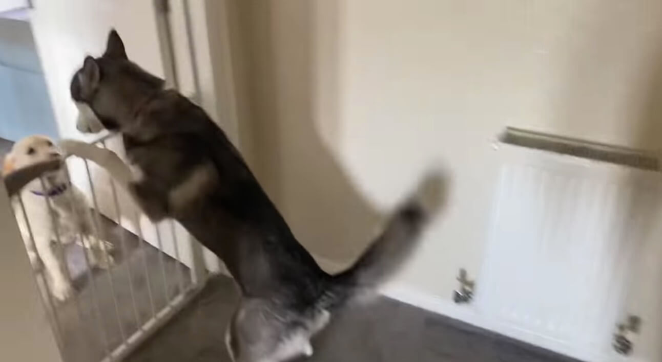 ラブラドールレトリーバー,動画