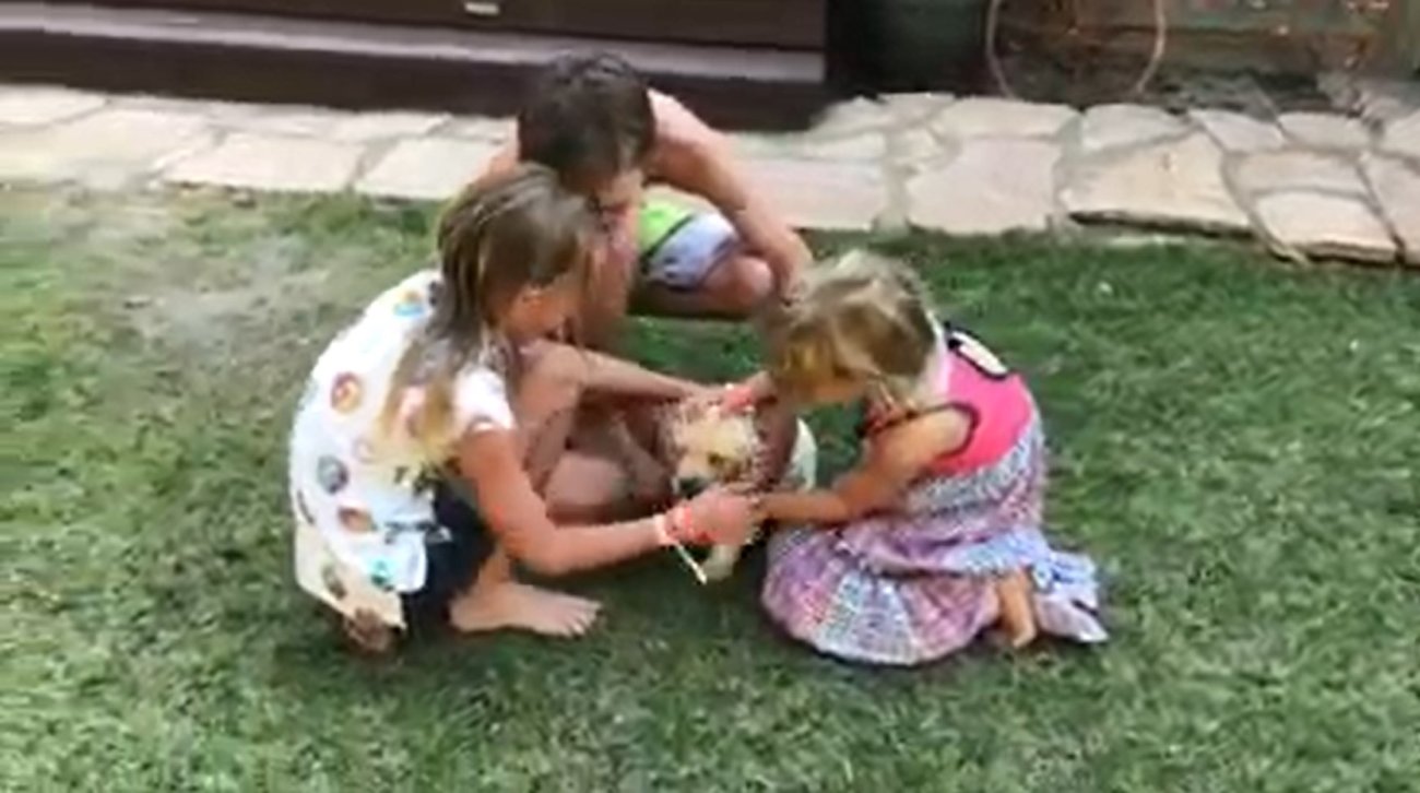 ラブラドールレトリーバー,動画