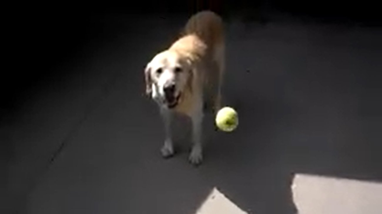 ラブラドールレトリーバー,動画