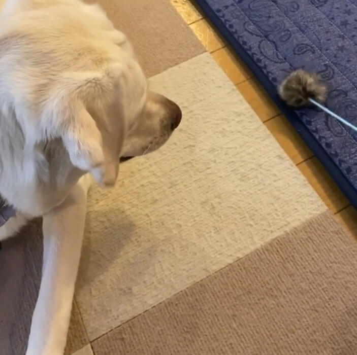 ラブラドールレトリーバー,動画