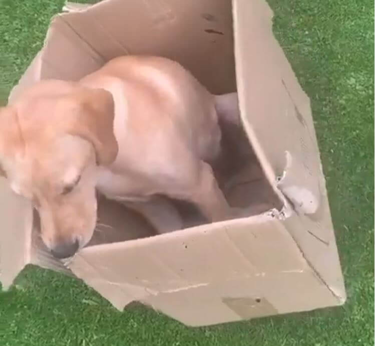 ラブラドールレトリーバー,動画