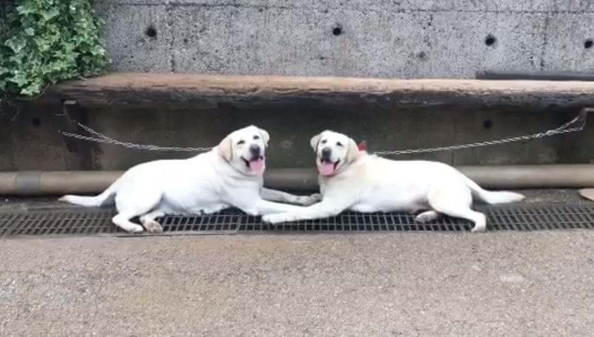 ラブラドールレトリーバー,動画
