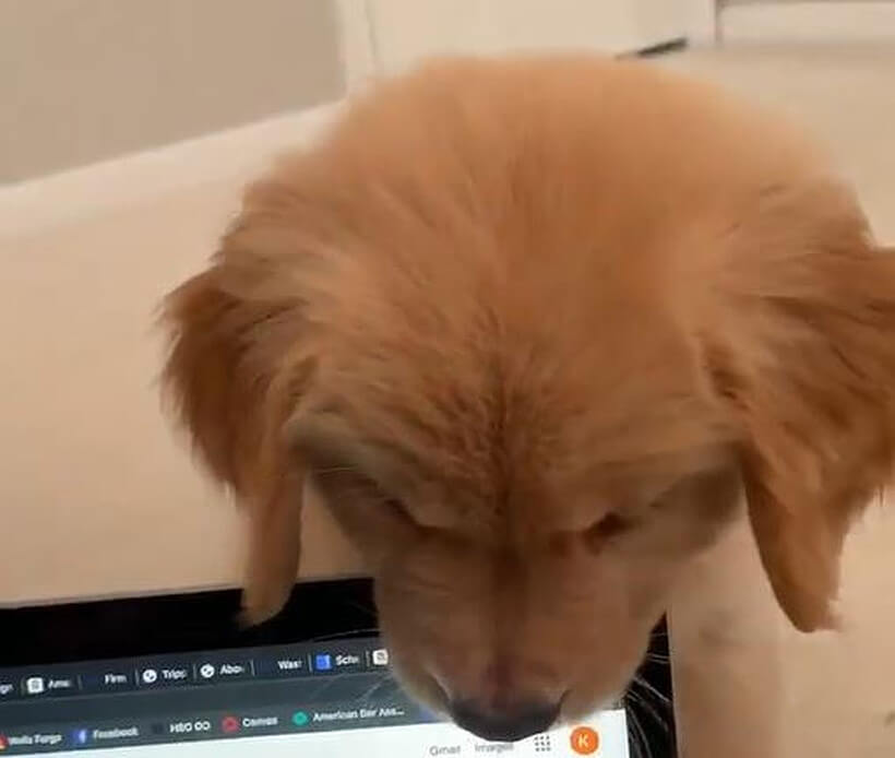 ゴールデンレトリーバー,動画