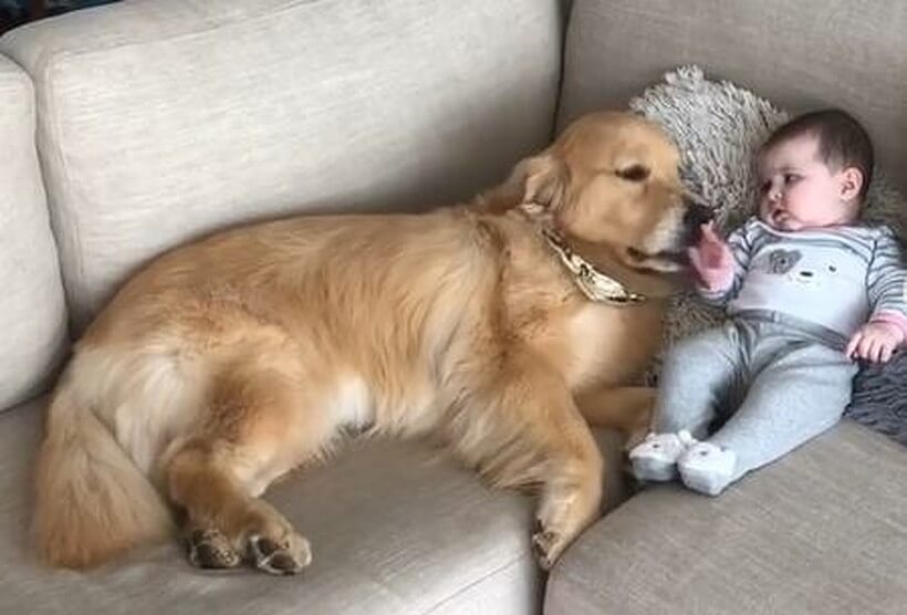 ゴールデンレトリーバー,動画