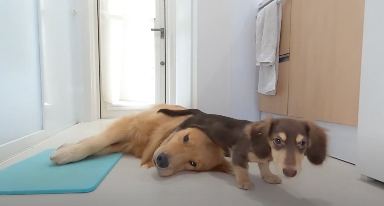 ゴールデンレトリーバー,動画