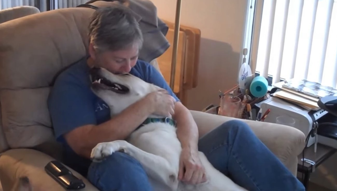 ラブラドールレトリーバー,動画