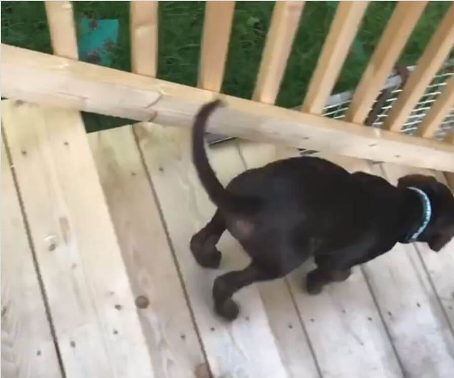 ラブラドールレトリーバー,動画