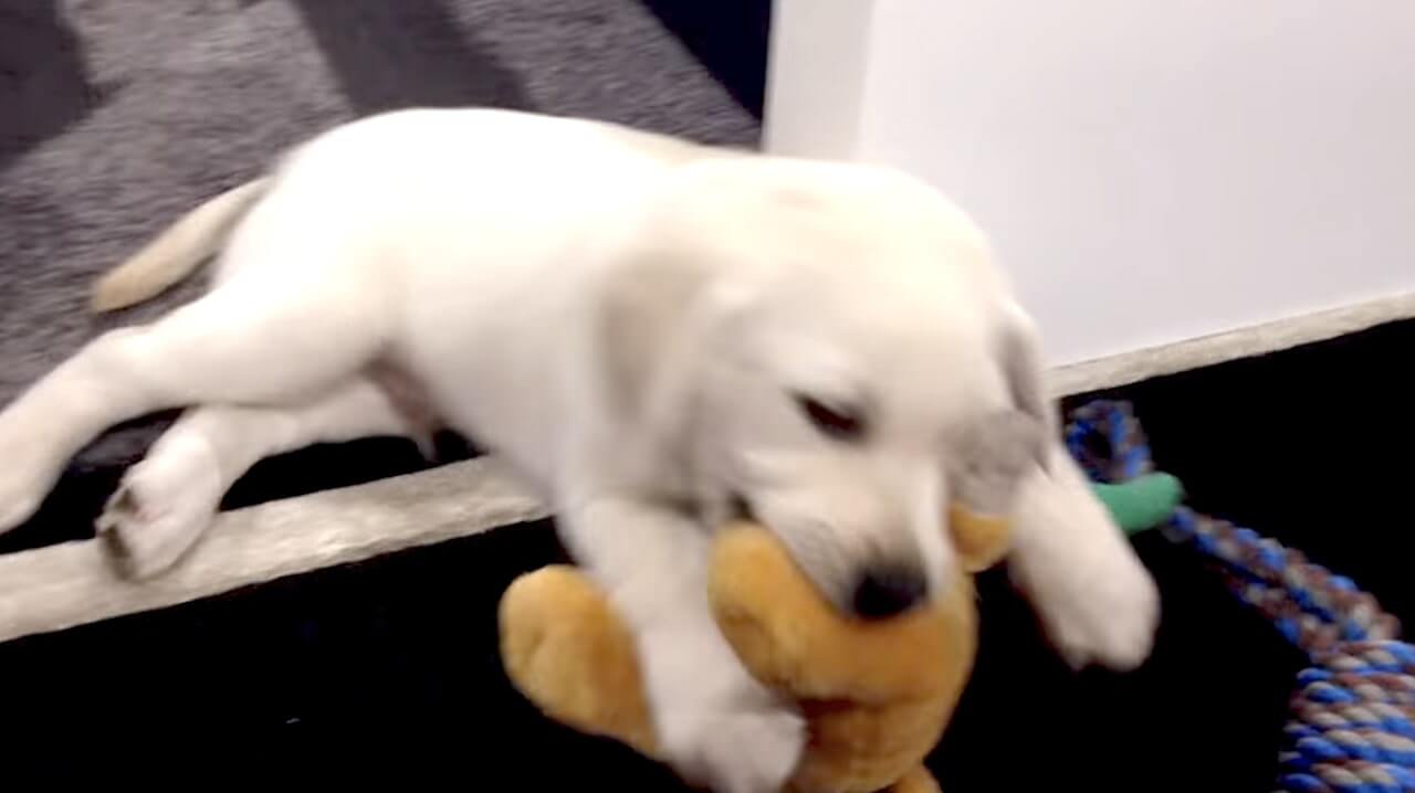ラブラドールレトリーバー,動画