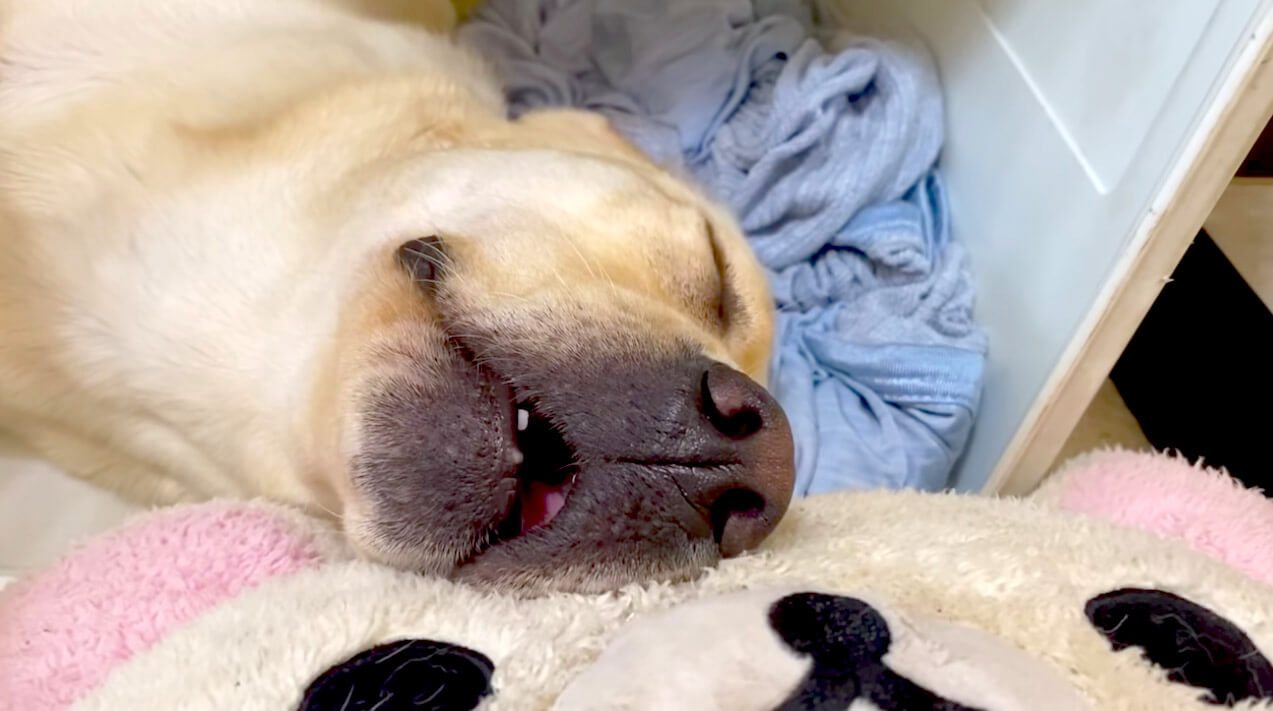 ラブラドールレトリーバー,動画