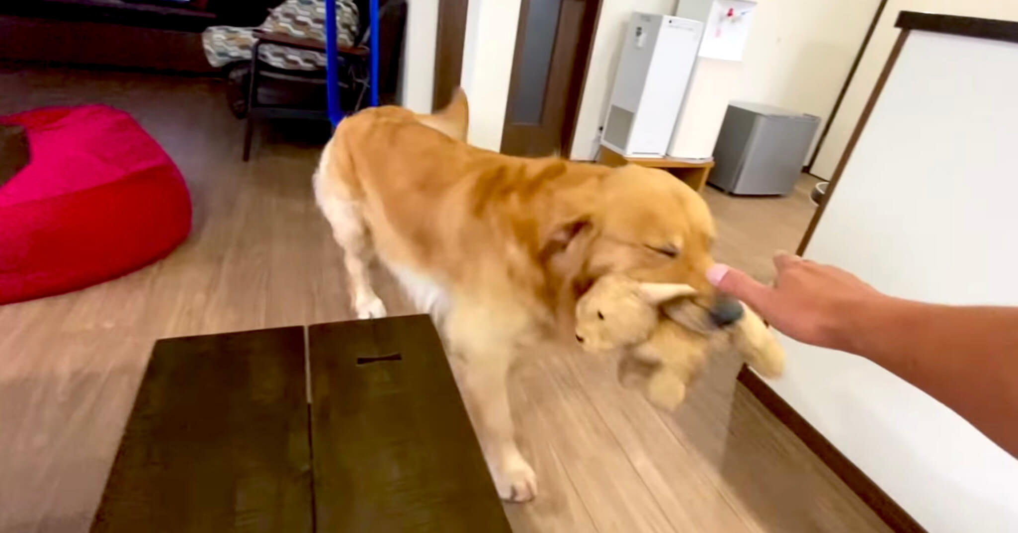 ゴールデンレトリーバー,動画