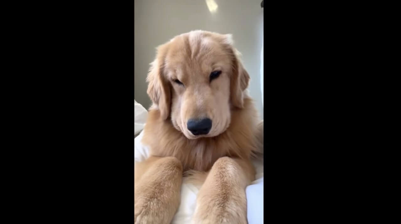 ゴールデンレトリーバー,動画