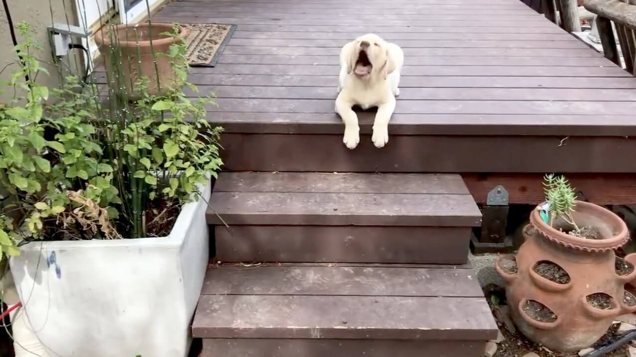 ラブラドールレトリーバー,動画