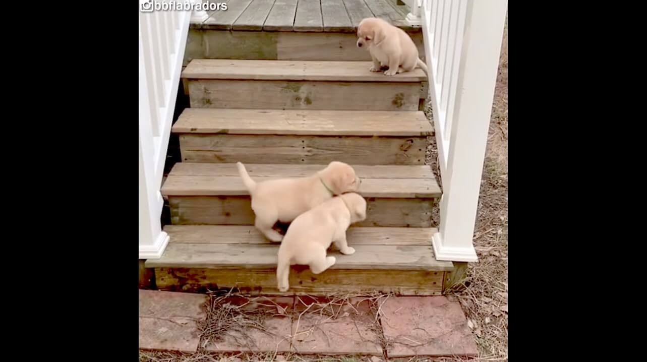 ラブラドールレトリーバー,動画