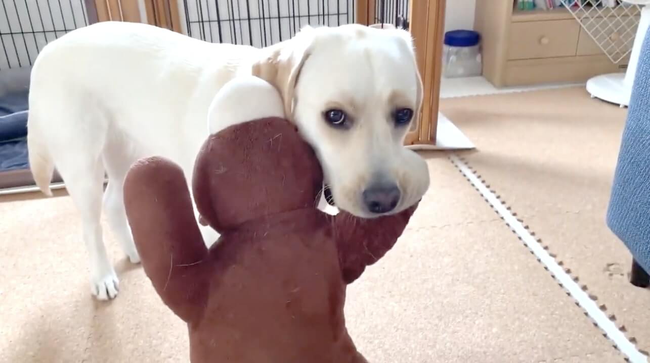 ラブラドールレトリーバー,動画