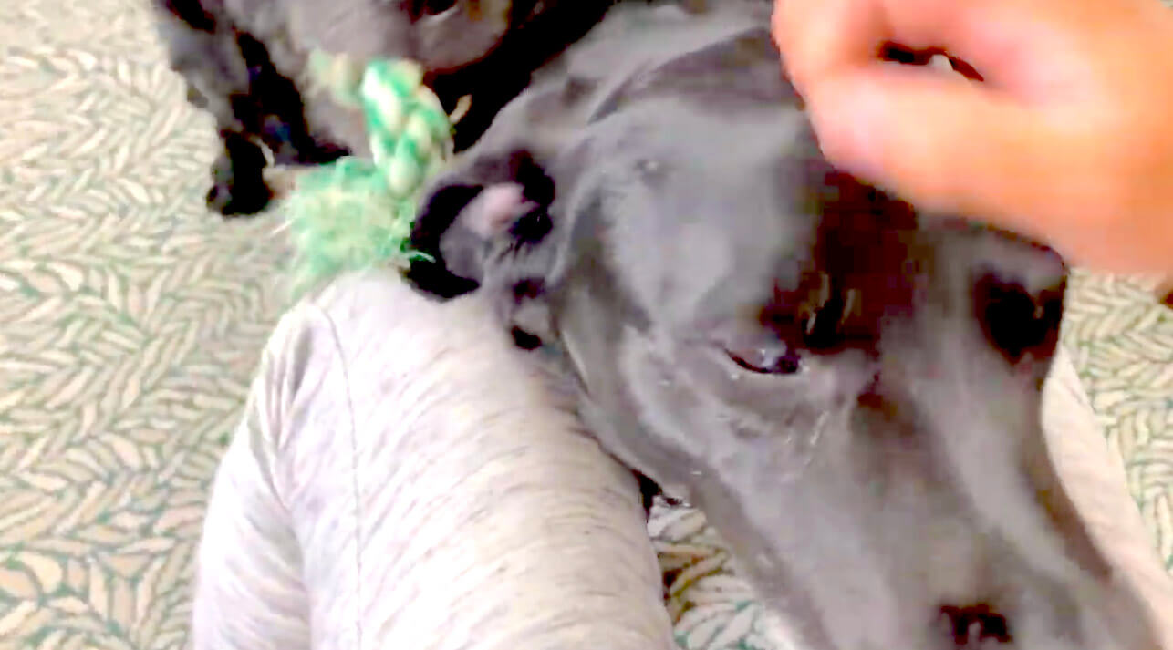 ラブラドールレトリーバー,動画