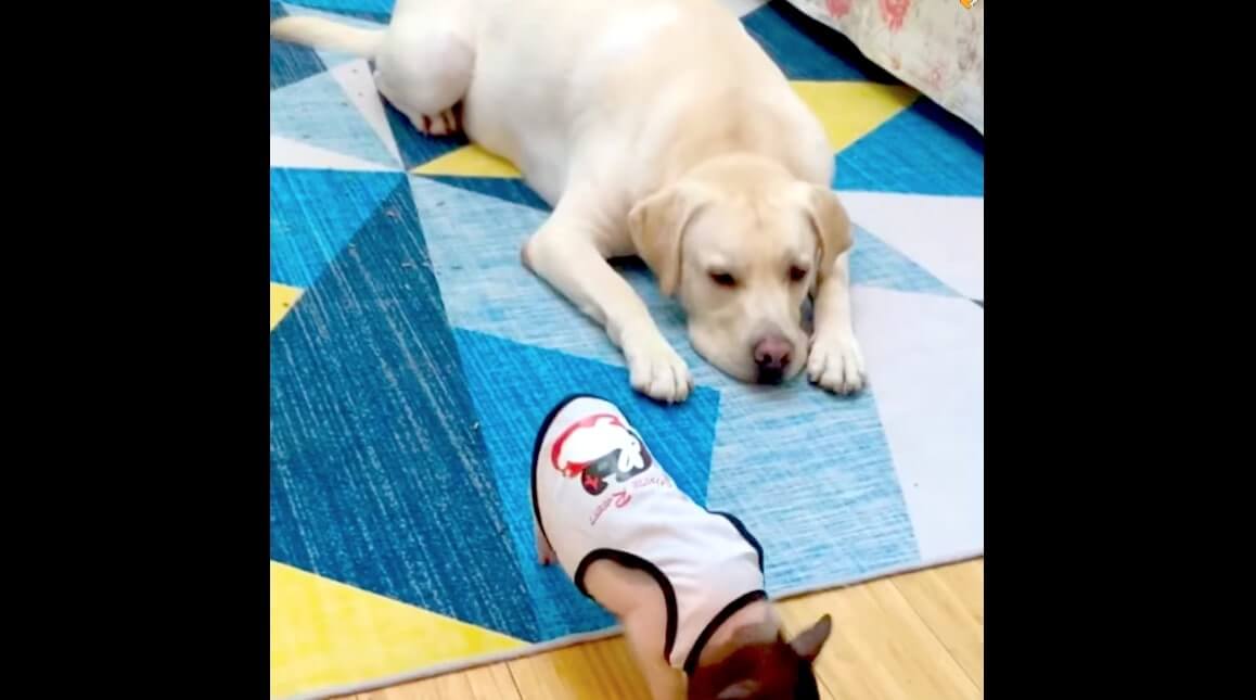 ラブラドールレトリーバー,動画