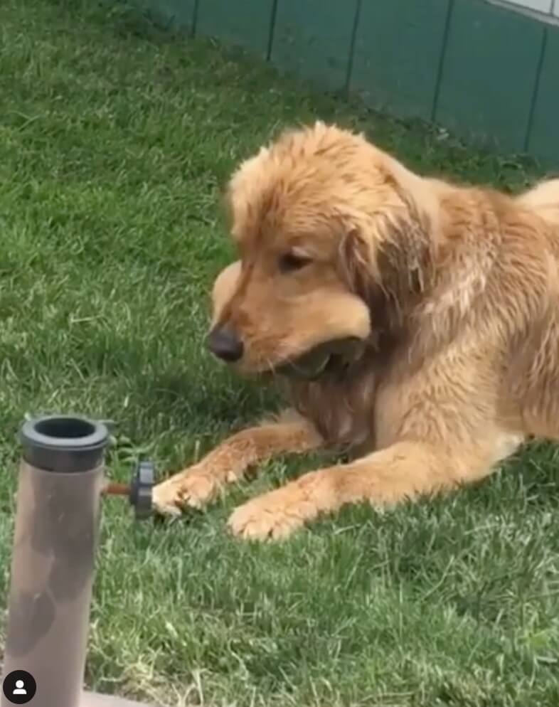 ゴールデンレトリーバー,動画