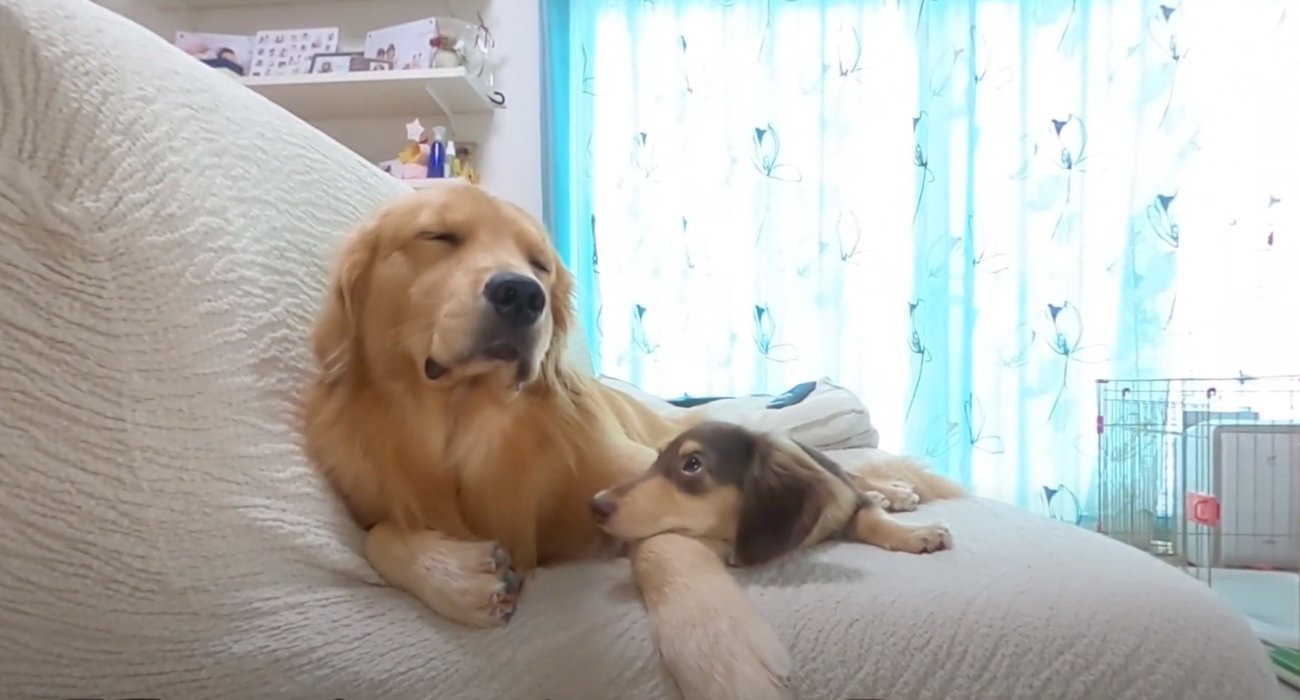 ゴールデンレトリーバー,動画