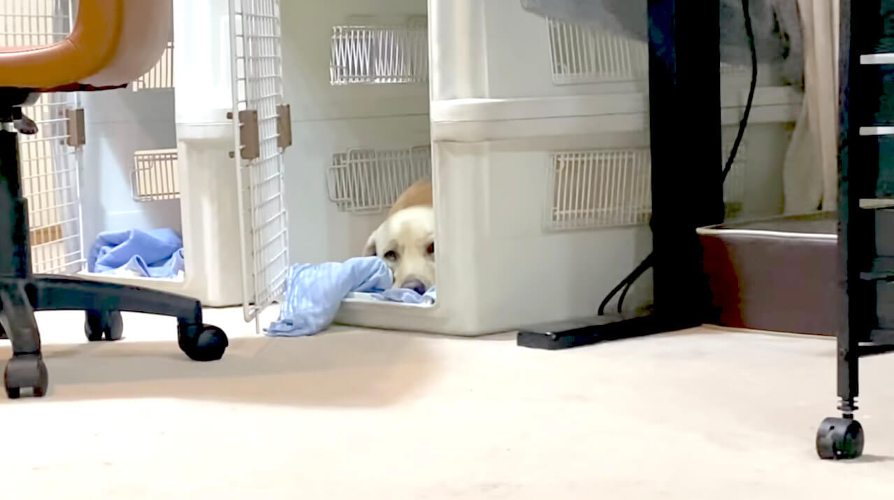 ラブラドールレトリーバー,動画