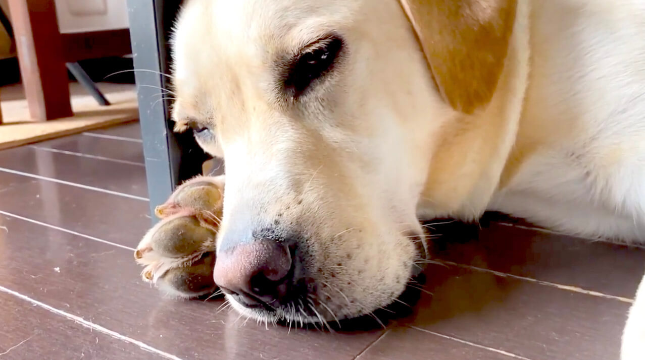 ラブラドールレトリーバー,動画