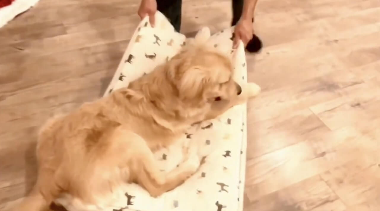 ゴールデンレトリーバー,動画