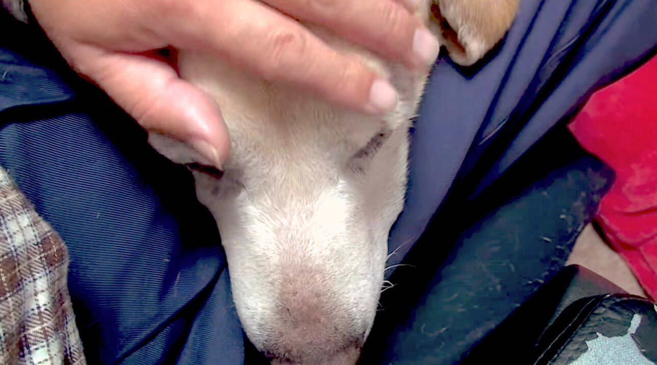 ラブラドールレトリーバー,動画