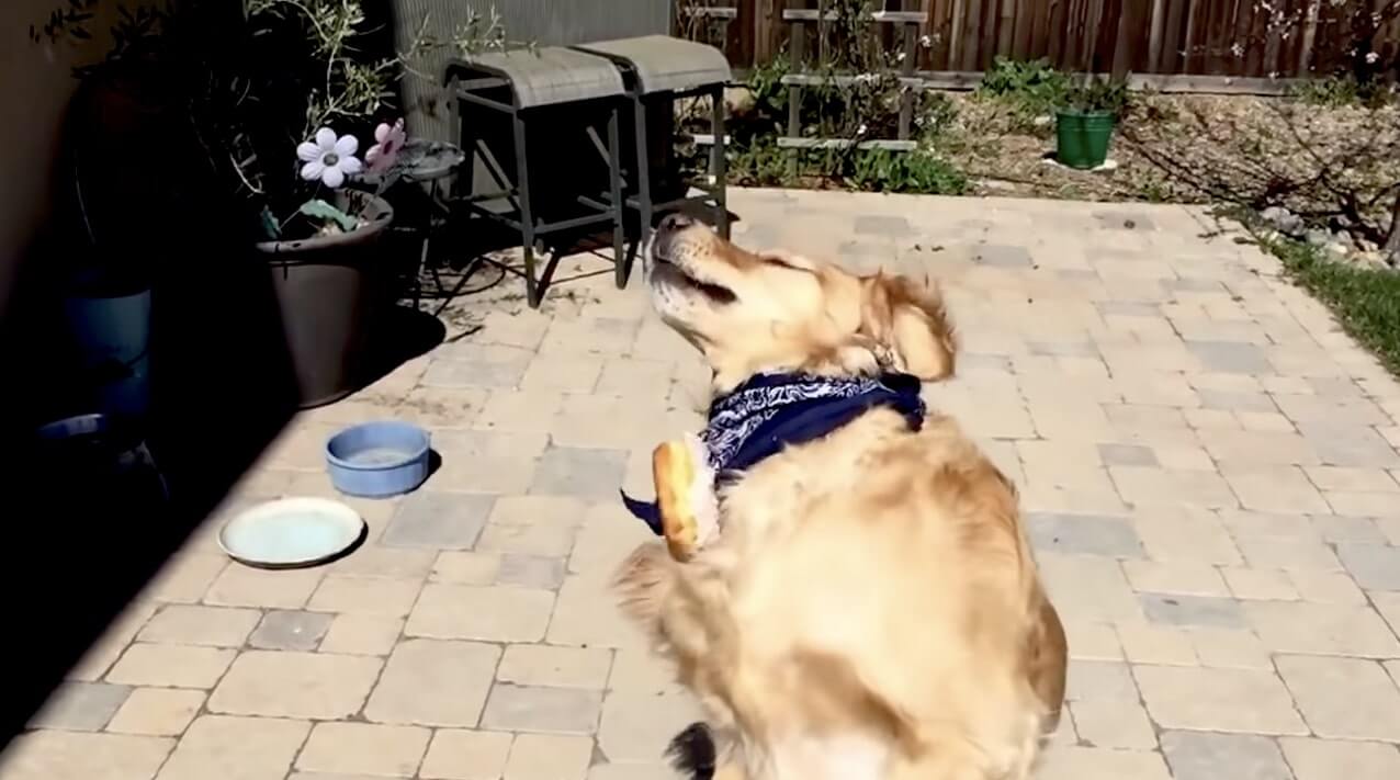 ゴールデンレトリーバー,動画