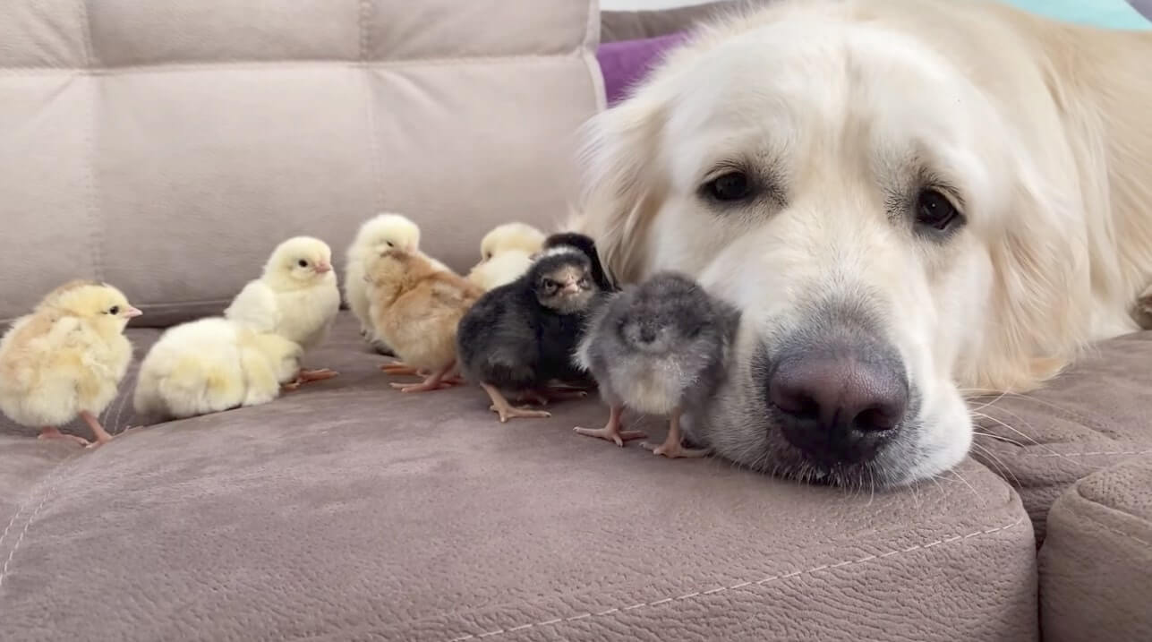 ゴールデンレトリーバー,動画