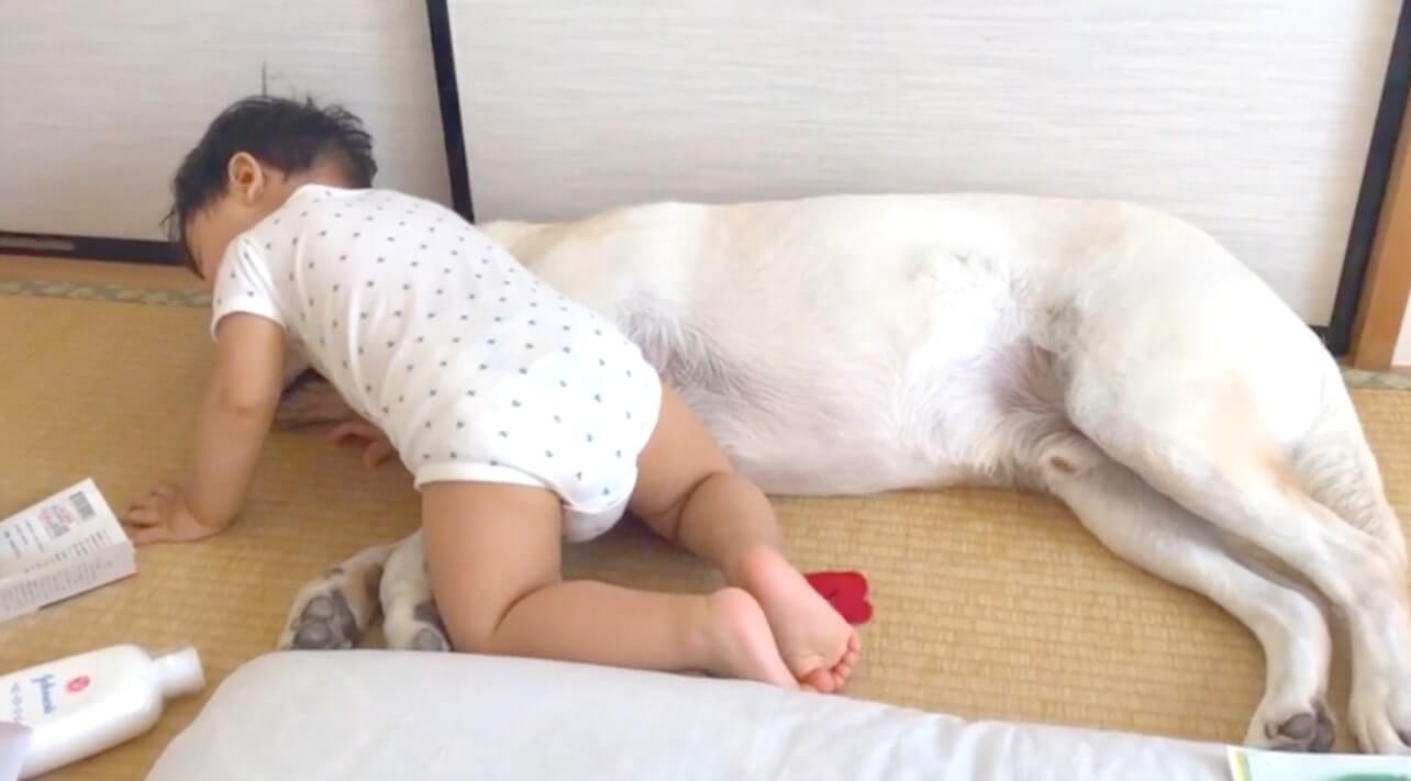 ラブラドールレトリーバー,動画