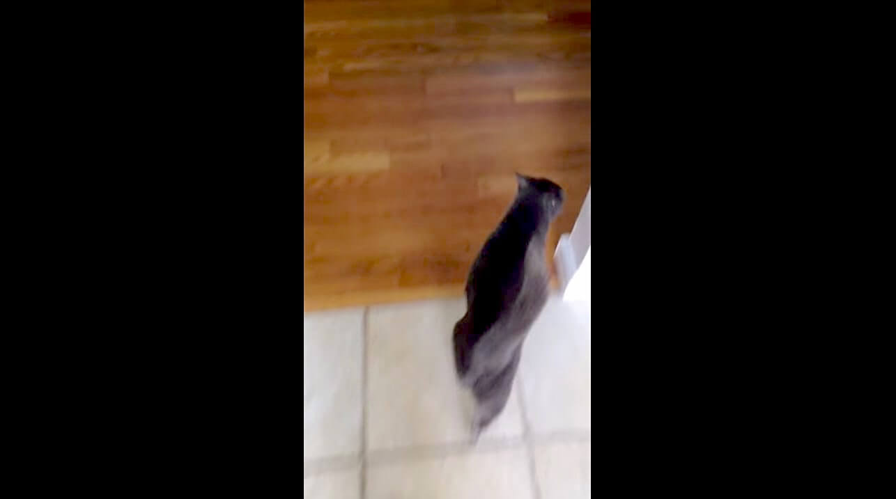 ゴールデンレトリーバー,動画