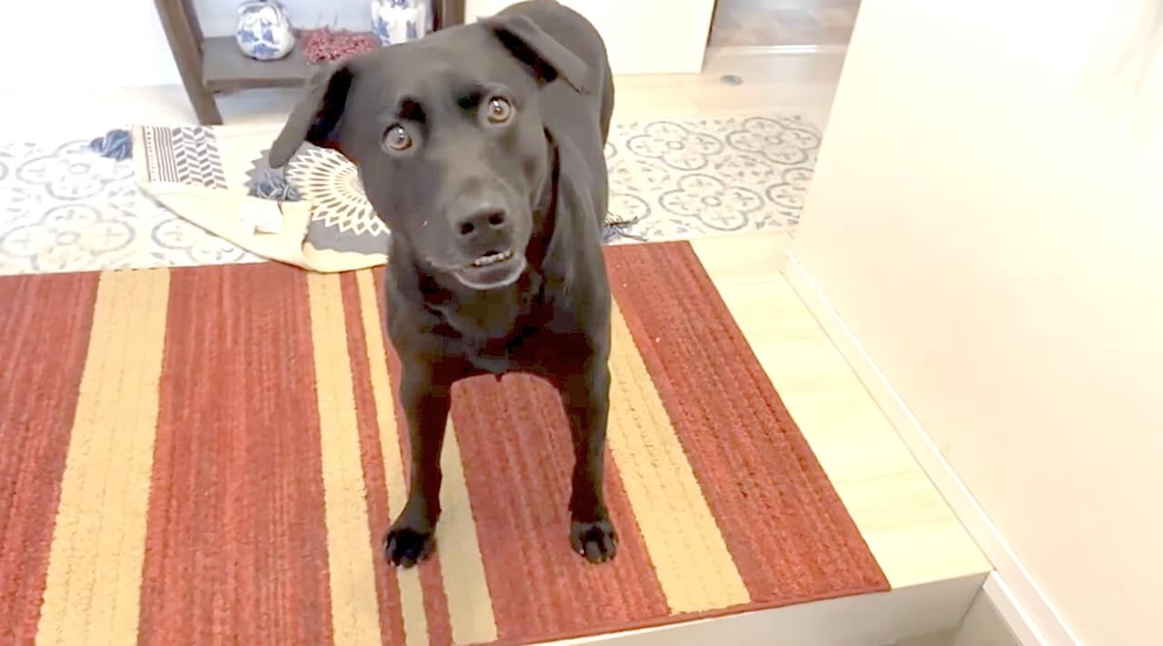 ラブラドールレトリーバー,動画