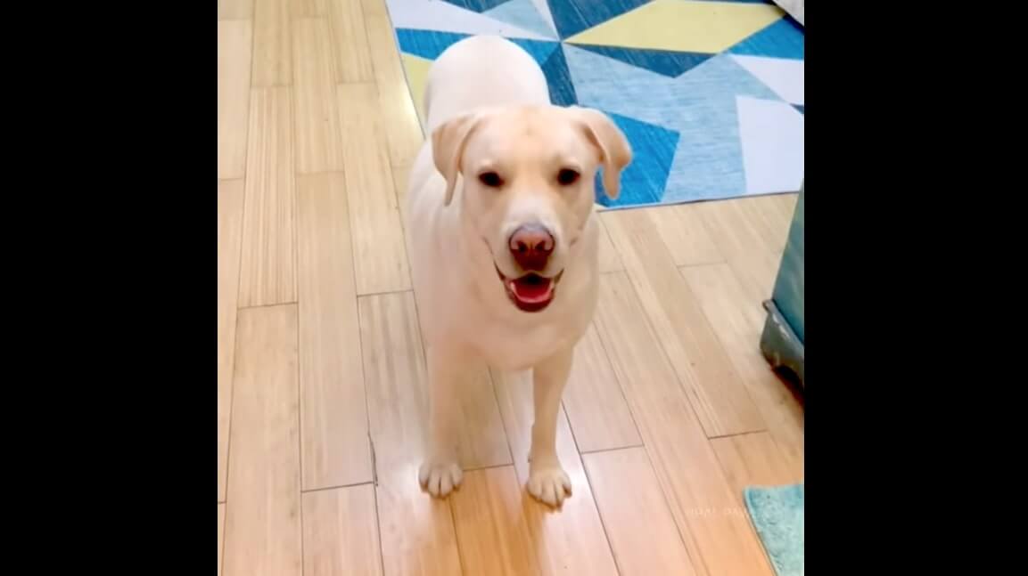 ラブラドールレトリーバー,動画