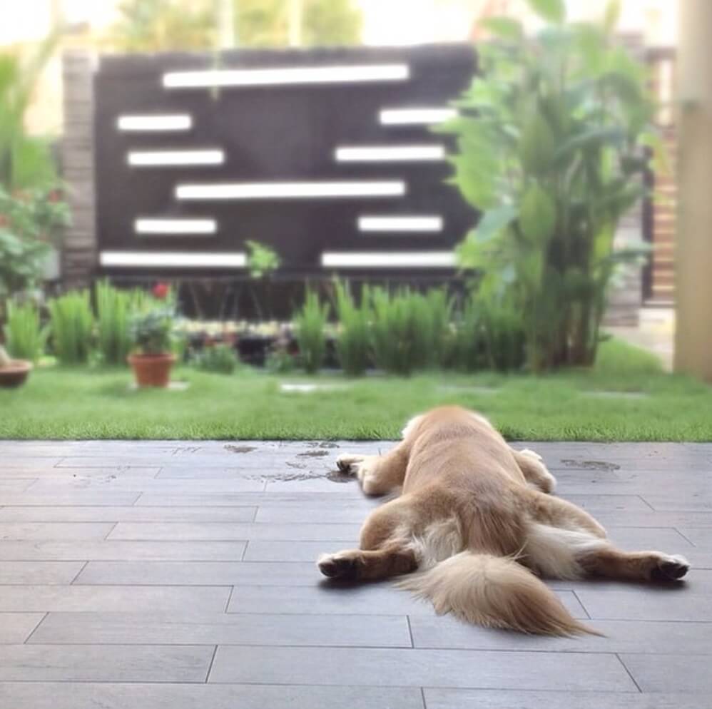 ゴールデンレトリーバー,動画