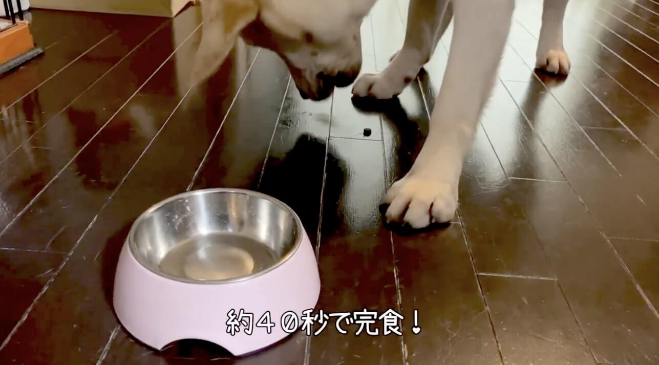 ラブラドールレトリーバー,動画