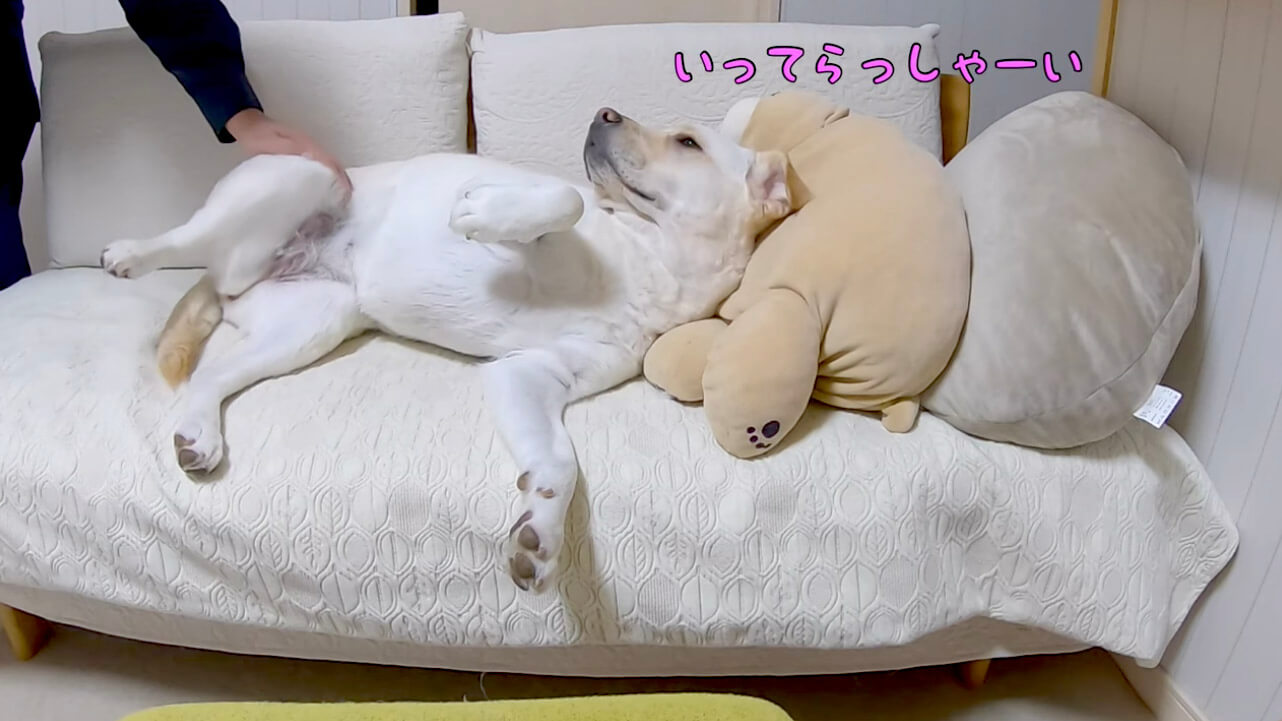 ラブラドールレトリーバー,動画